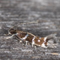 Stagmatophora argyrostrepta at Melba, ACT - 13 Mar 2022 10:19 PM