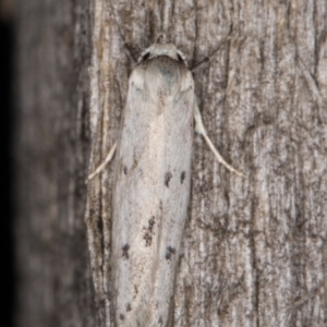 Oecophoridae provisional species 2 at Melba, ACT - 13 Mar 2022