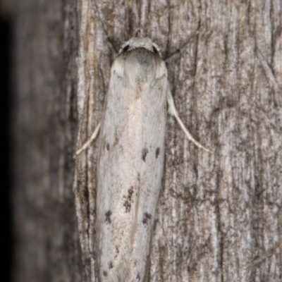 Oecophoridae provisional species 2 at Melba, ACT - 13 Mar 2022 by kasiaaus