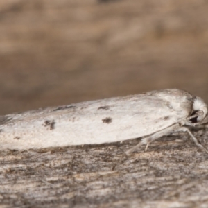 Oecophoridae provisional species 2 at Melba, ACT - 13 Mar 2022