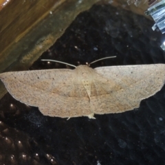 Idiodes siculoides (Straight-winged Bracken Moth) at Pollinator-friendly garden Conder - 1 Jan 2022 by michaelb