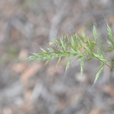 Vulpia sp. (A Squirreltail Fescue) at Wamboin, NSW - 6 Dec 2021 by natureguy