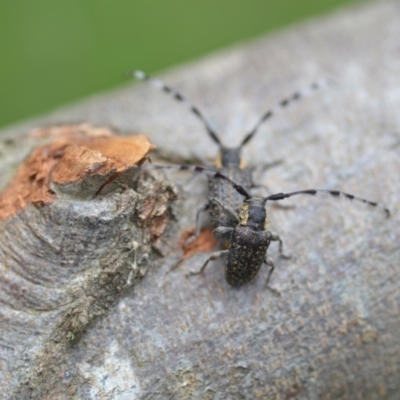 Ancita sp. (genus) (Longicorn or longhorn beetle) at Wamboin, NSW - 6 Dec 2021 by natureguy