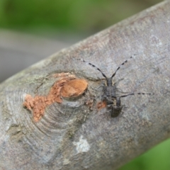 Ancita sp. (genus) at Wamboin, NSW - 6 Dec 2021