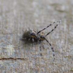 Ancita sp. (genus) at Wamboin, NSW - 6 Dec 2021