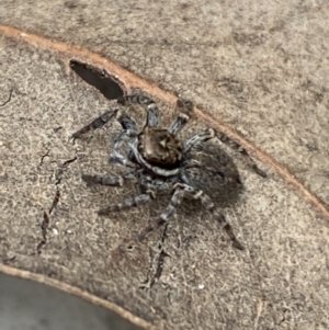 Maratus griseus at Jerrabomberra, NSW - 22 Apr 2022 12:35 PM