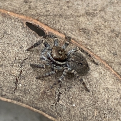 Maratus griseus (Jumping spider) at Mount Jerrabomberra - 22 Apr 2022 by Steve_Bok