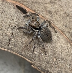 Maratus griseus at Jerrabomberra, NSW - 22 Apr 2022