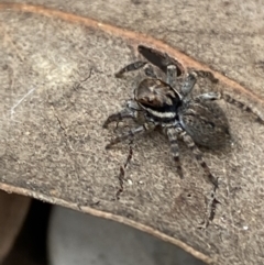 Maratus griseus at Jerrabomberra, NSW - 22 Apr 2022 12:35 PM