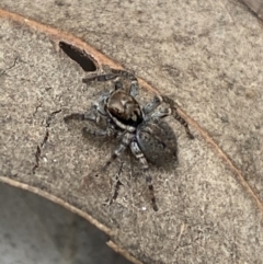 Maratus griseus at Jerrabomberra, NSW - 22 Apr 2022