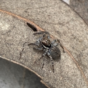 Maratus griseus at Jerrabomberra, NSW - 22 Apr 2022 12:35 PM