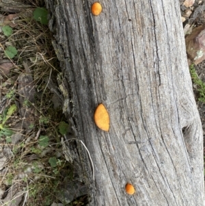 Trametes coccinea at Jerrabomberra, NSW - 22 Apr 2022