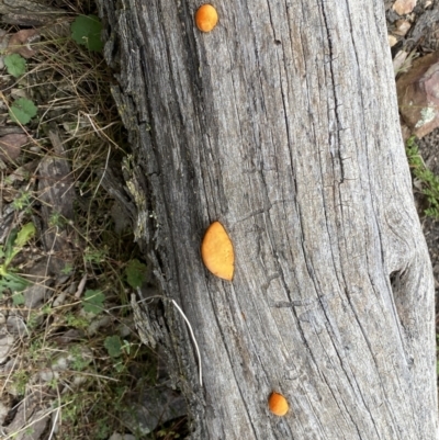 Trametes coccinea (Scarlet Bracket) at Jerrabomberra, NSW - 22 Apr 2022 by SteveBorkowskis