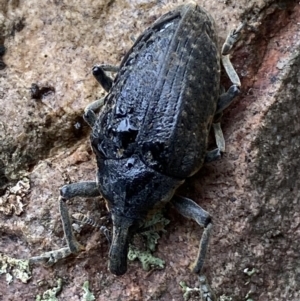 Larinus latus at Jerrabomberra, NSW - 22 Apr 2022