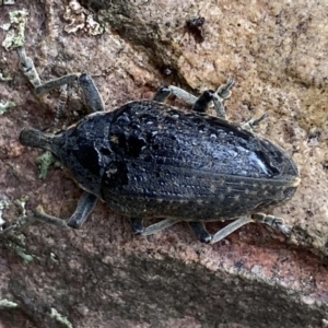 Larinus latus at Jerrabomberra, NSW - 22 Apr 2022 12:21 PM