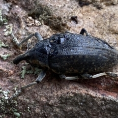 Larinus latus at Jerrabomberra, NSW - 22 Apr 2022