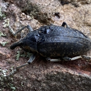 Larinus latus at Jerrabomberra, NSW - 22 Apr 2022 12:21 PM