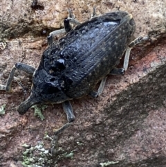 Larinus latus at Jerrabomberra, NSW - 22 Apr 2022 12:21 PM