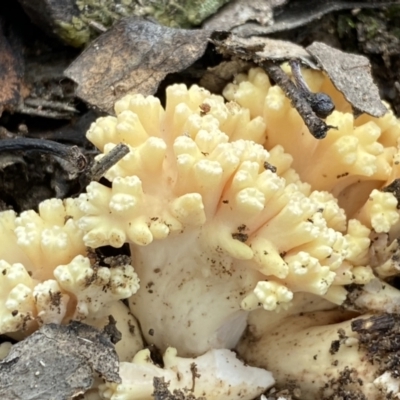 Ramaria sp. (A Coral fungus) at Mount Jerrabomberra QP - 22 Apr 2022 by Steve_Bok