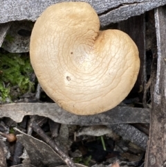Unverified Cap on a stem; gills below cap [mushrooms or mushroom-like] - 1 Jan 1900 by SteveBorkowskis