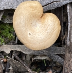 Unidentified Cap on a stem; gills below cap [mushrooms or mushroom-like] at Mount Jerrabomberra - 22 Apr 2022 by SteveBorkowskis