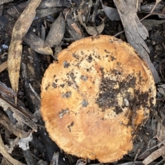 Unidentified Cap on a stem; gills below cap [mushrooms or mushroom-like] at Mount Jerrabomberra - 22 Apr 2022 by Steve_Bok