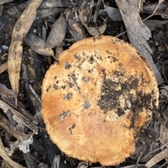 Unidentified Cap on a stem; gills below cap [mushrooms or mushroom-like] at Mount Jerrabomberra - 22 Apr 2022 by SteveBorkowskis