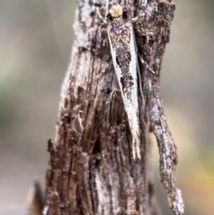 Tineidae (family) (Clothes moths (Tineidae)) at Mount Jerrabomberra - 22 Apr 2022 by SteveBorkowskis