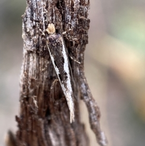 Tineidae (family) at Jerrabomberra, NSW - 22 Apr 2022