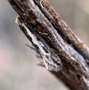 Tineidae (family) at Jerrabomberra, NSW - 22 Apr 2022