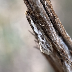 Tineidae (family) at Jerrabomberra, NSW - 22 Apr 2022