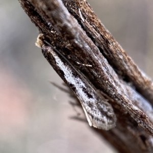 Tineidae (family) at Jerrabomberra, NSW - 22 Apr 2022 11:34 AM