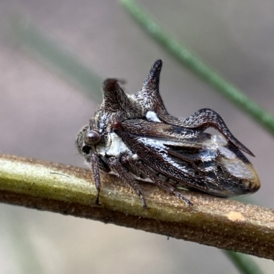 Acanthuchus trispinifer (Three-horned treehopper) at Jerrabomberra, NSW - 22 Apr 2022 by SteveBorkowskis