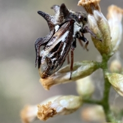 Acanthuchus trispinifer at Jerrabomberra, NSW - 22 Apr 2022