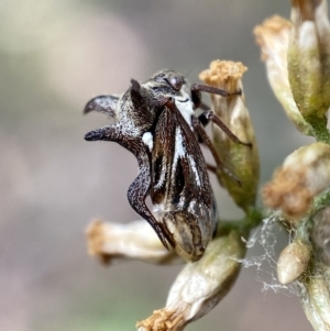 Acanthuchus trispinifer at Jerrabomberra, NSW - 22 Apr 2022