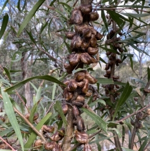 Hakea eriantha at Jerrabomberra, NSW - 22 Apr 2022