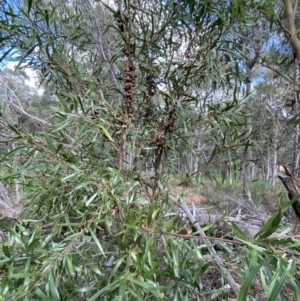 Hakea eriantha at Jerrabomberra, NSW - 22 Apr 2022