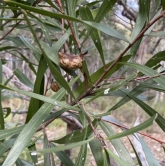 Hakea eriantha at Jerrabomberra, NSW - 22 Apr 2022