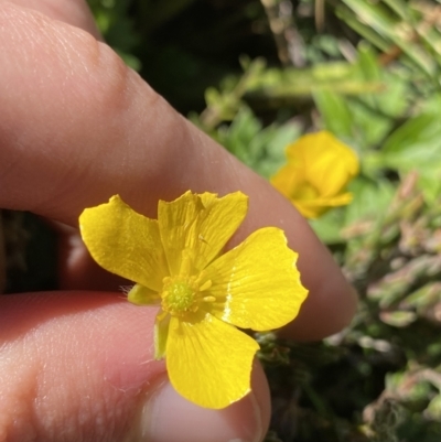 Ranunculus graniticola (Granite Buttercup) at Kosciuszko National Park, NSW - 16 Apr 2022 by NedJohnston