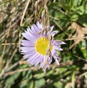 Brachyscome spathulata at Kosciuszko National Park, NSW - 16 Apr 2022 11:49 AM