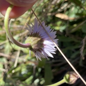 Brachyscome spathulata at Kosciuszko National Park, NSW - 16 Apr 2022 11:49 AM