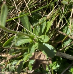 Brachyscome spathulata at Kosciuszko National Park, NSW - 16 Apr 2022 11:49 AM