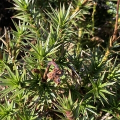 Richea continentis (Candle Heath) at Geehi, NSW - 16 Apr 2022 by Ned_Johnston