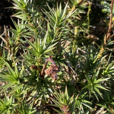 Richea continentis (Candle Heath) at Kosciuszko National Park - 16 Apr 2022 by Ned_Johnston