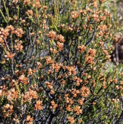 Epacris petrophila (Snow Heath) at Kosciuszko National Park - 16 Apr 2022 by Ned_Johnston