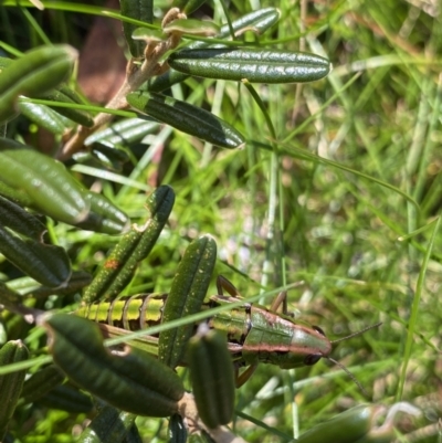 Kosciuscola cognatus (A grasshopper) at Geehi, NSW - 16 Apr 2022 by NedJohnston
