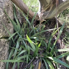 Dianella tasmanica (Tasman Flax Lily) at Geehi, NSW - 16 Apr 2022 by NedJohnston
