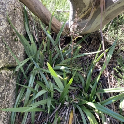 Dianella tasmanica (Tasman Flax Lily) at Geehi, NSW - 16 Apr 2022 by NedJohnston