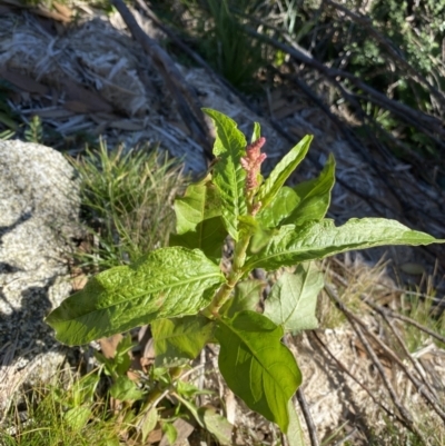 Persicaria lapathifolia (Pale Knotweed) at Kosciuszko National Park - 16 Apr 2022 by Ned_Johnston