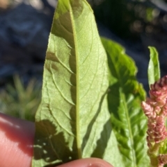 Persicaria lapathifolia at Geehi, NSW - 16 Apr 2022 10:39 AM